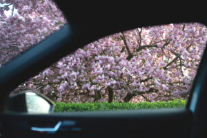 ～車窓の春光と、思い出の歌～