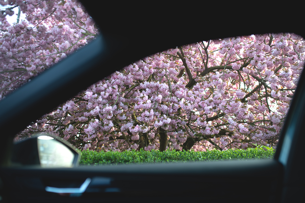 ~車窓の春光と、思い出の歌~